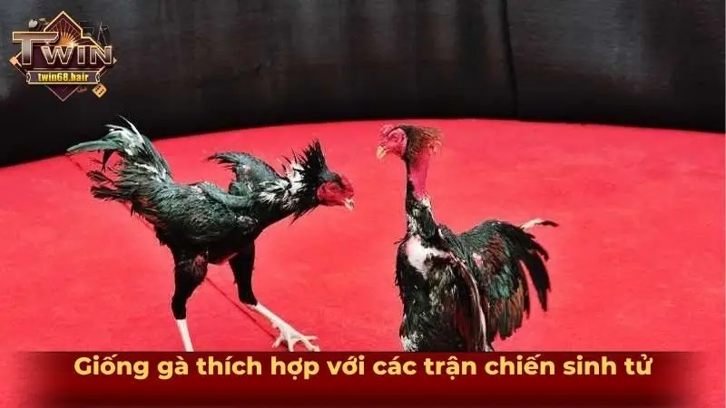 Tìm hiểu gà nòi đòn và những tuyệt kỹ ra đòn từ chiến kê 5 Giống gà thích hợp với các trận chiến sinh tử